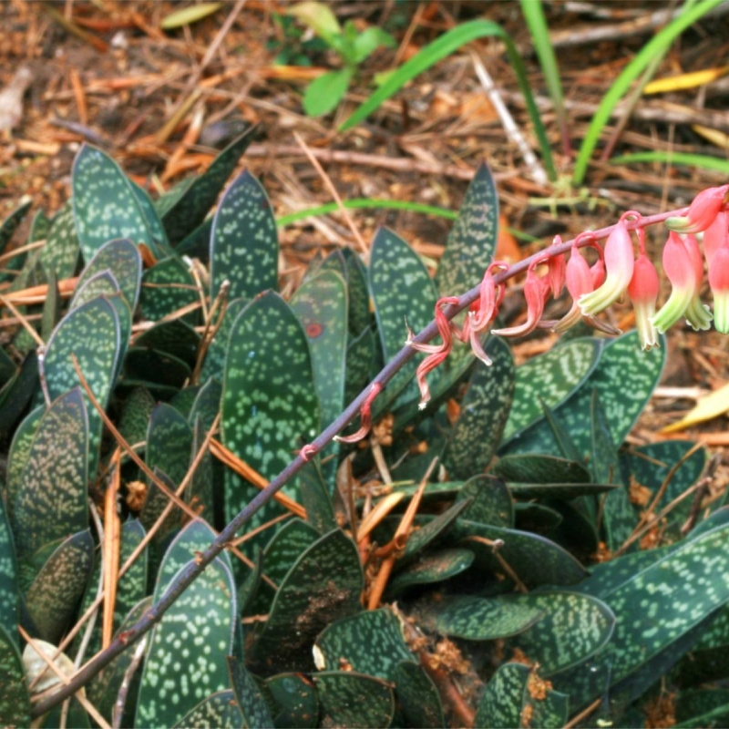 Gasteria trigona